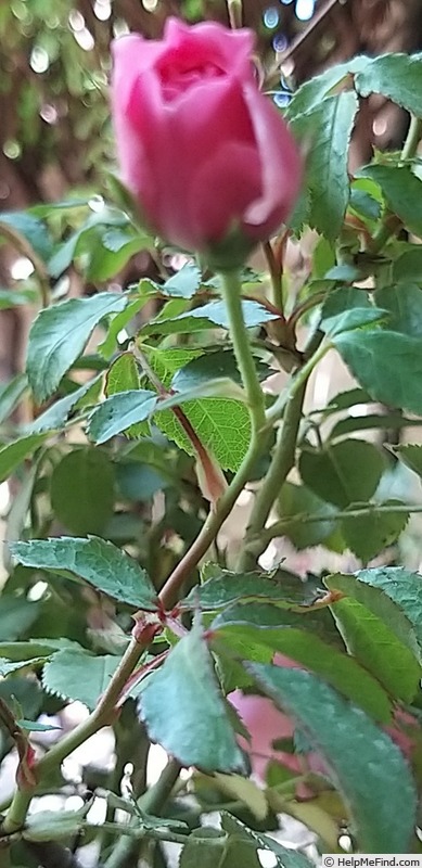 'Bonica ® (shrub, Meilland, 1975)' rose photo