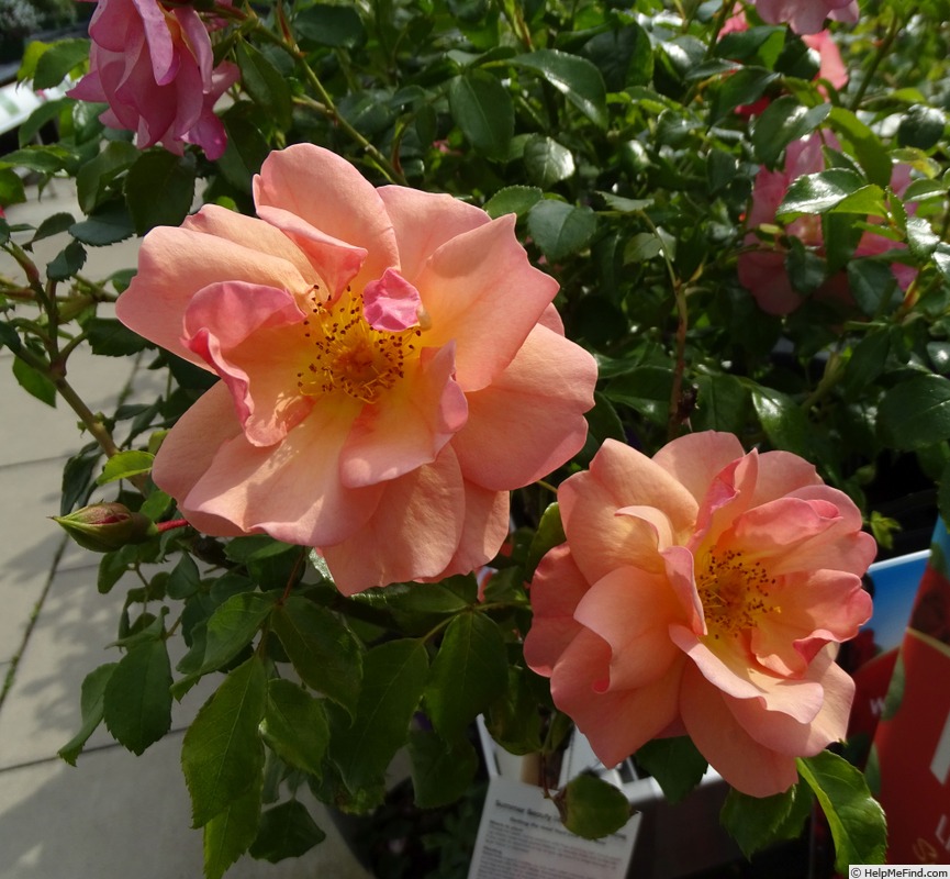 'Summer Beauty (floribunda, Kordes, 2000)' rose photo