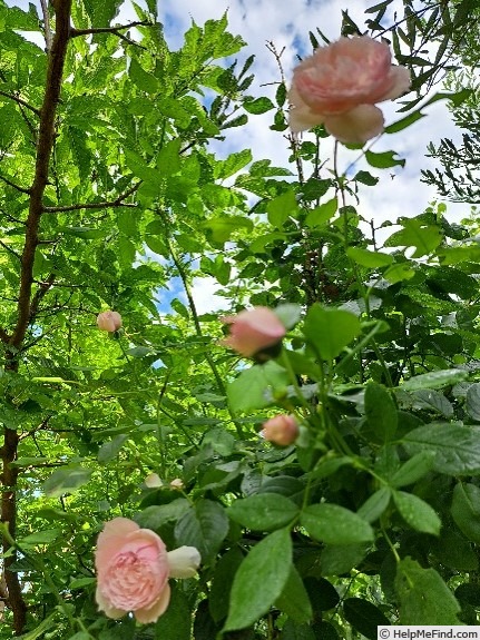 'The Mill On The Floss' rose photo
