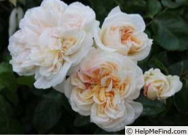 'Ariadne ® (shrub, Kimura, 2016)' rose photo