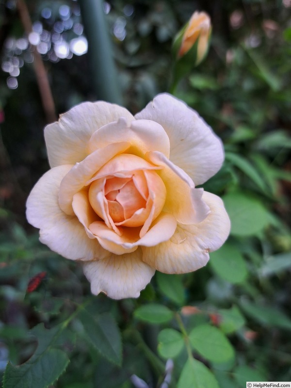'Bathsheba' rose photo