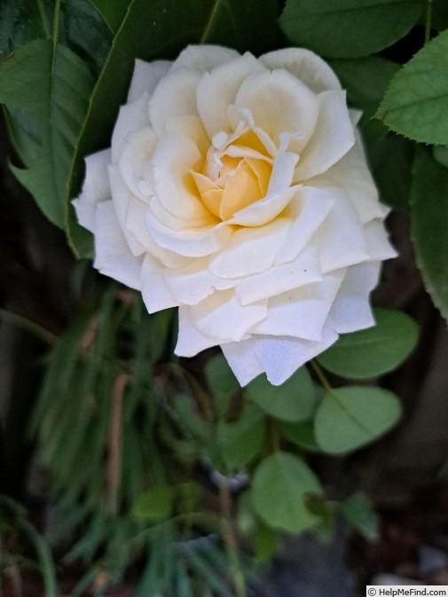 'Covent Garden (floribunda, Harkness 1999)' rose photo