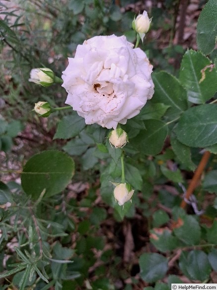 'Schneeküsschen ® (miniature, Kordes 2005/16)' rose photo