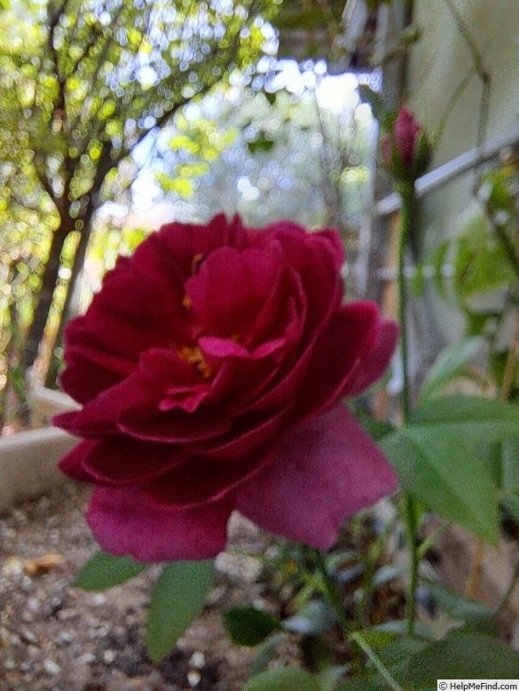 'Darcey Bussell' rose photo