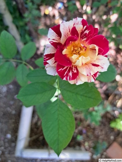 'Maurice Utrillo ™' rose photo