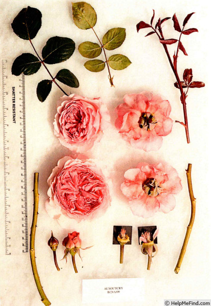 'AUSoutcry' rose photo