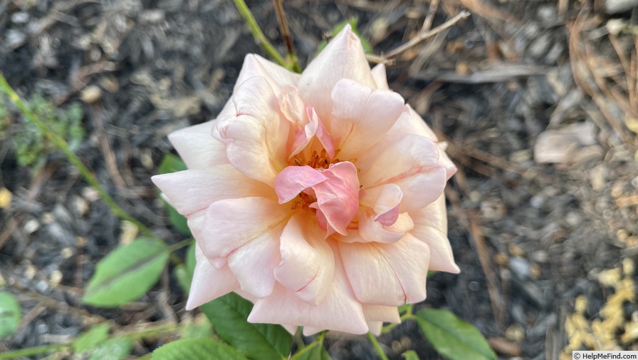 'Gruss an Coburg' rose photo