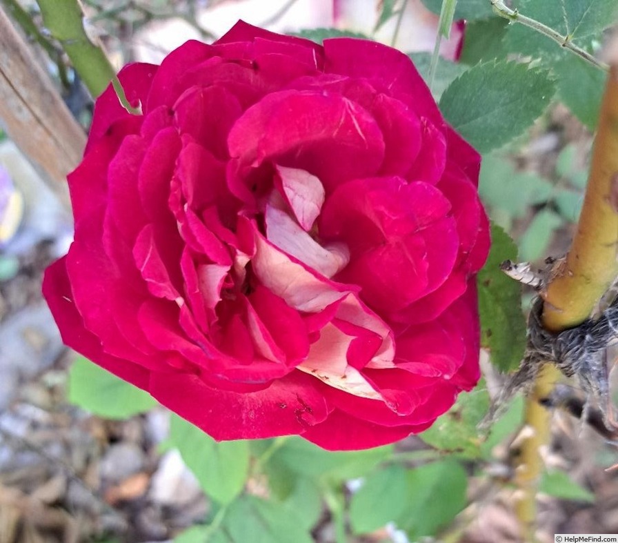 'Bolshoï ® (hybrid tea, Meilland, 1996)' rose photo