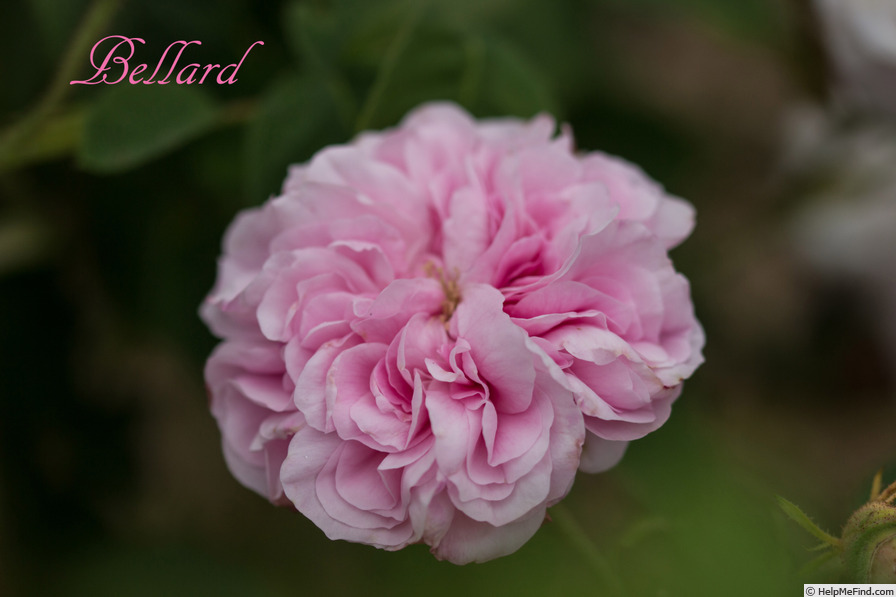 'Bellard (gallica, Unknown, pre 1846)' rose photo