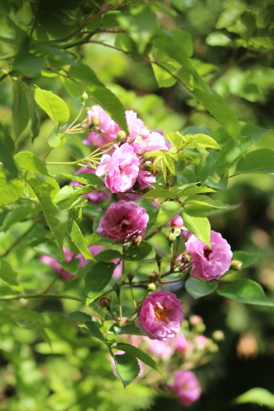 'Parník Liptov' rose photo
