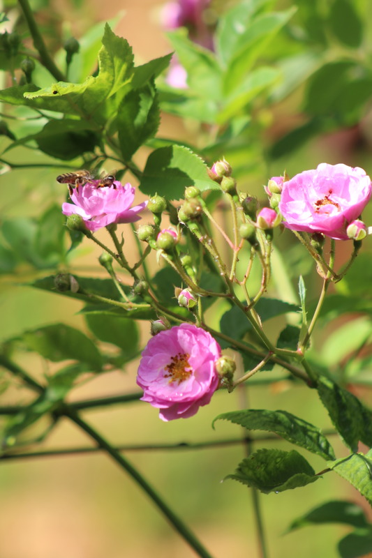 'Parník Liptov' rose photo