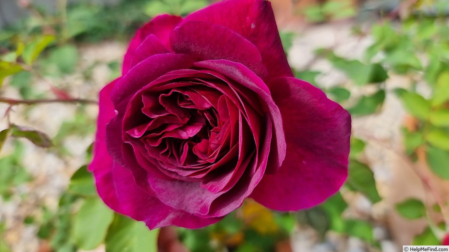'Munstead Wood ®' rose photo