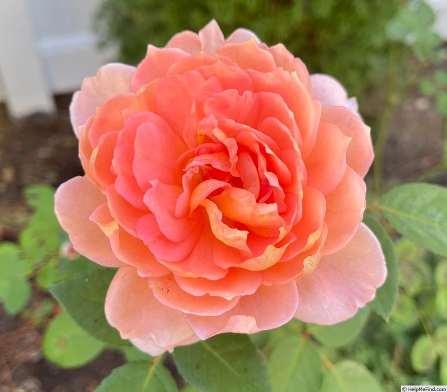 'Carding Mill ™' rose photo