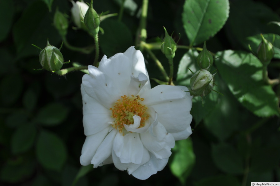 'Gneisenau' rose photo