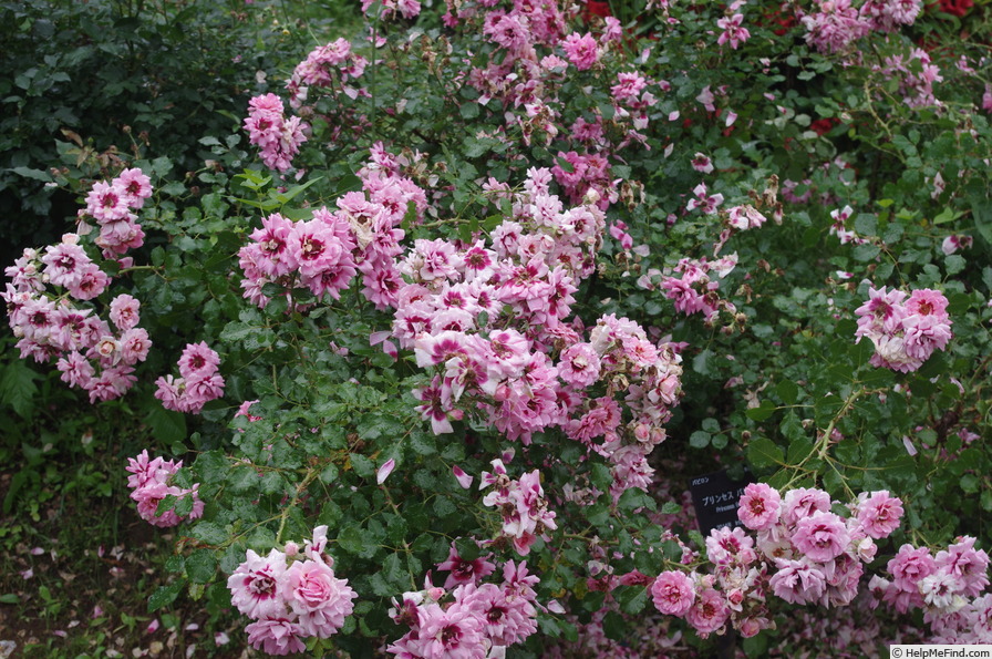 'Princess Babylon' rose photo