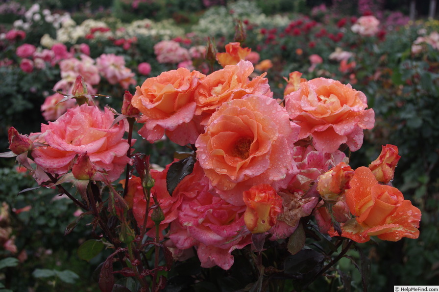 'Königin Beatrix ®' rose photo