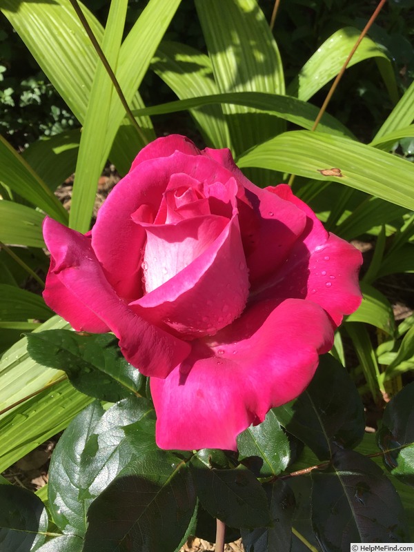 'Baronne E. de Rothschild' rose photo