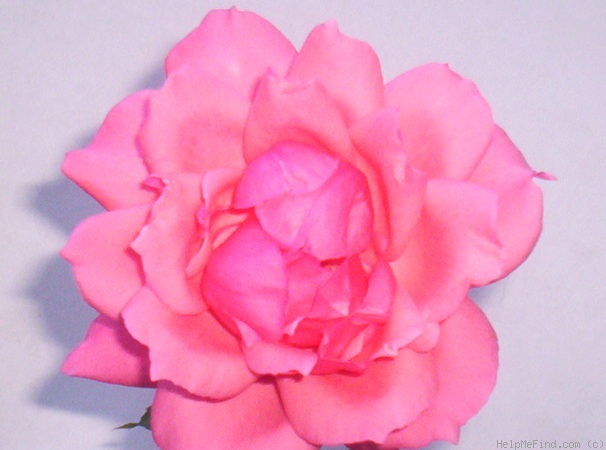 'Bel Ange' rose photo