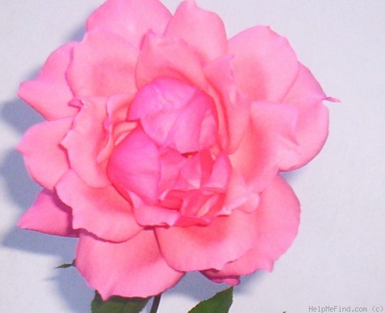 'Bel Ange' rose photo