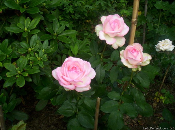 'Honoré de Balzac ® (floribunda, Meillans, 1996)' rose photo