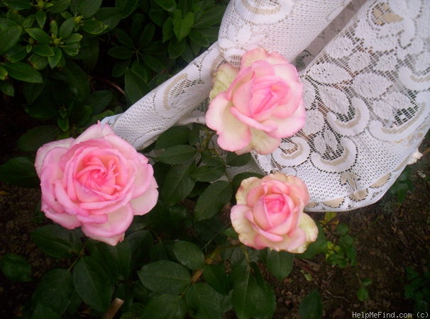 'Honoré de Balzac ® (floribunda, Meillans, 1996)' rose photo