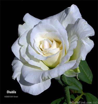 'Chablis' rose photo