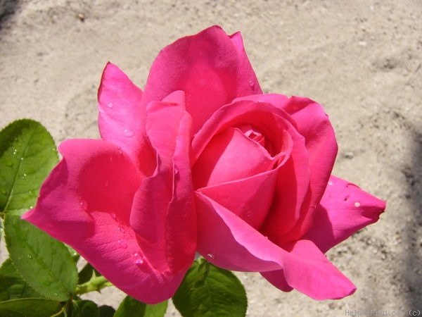 'Miss All-American Beauty' rose photo