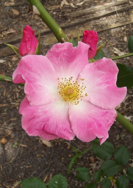 'OzRose of Allanson'  photo