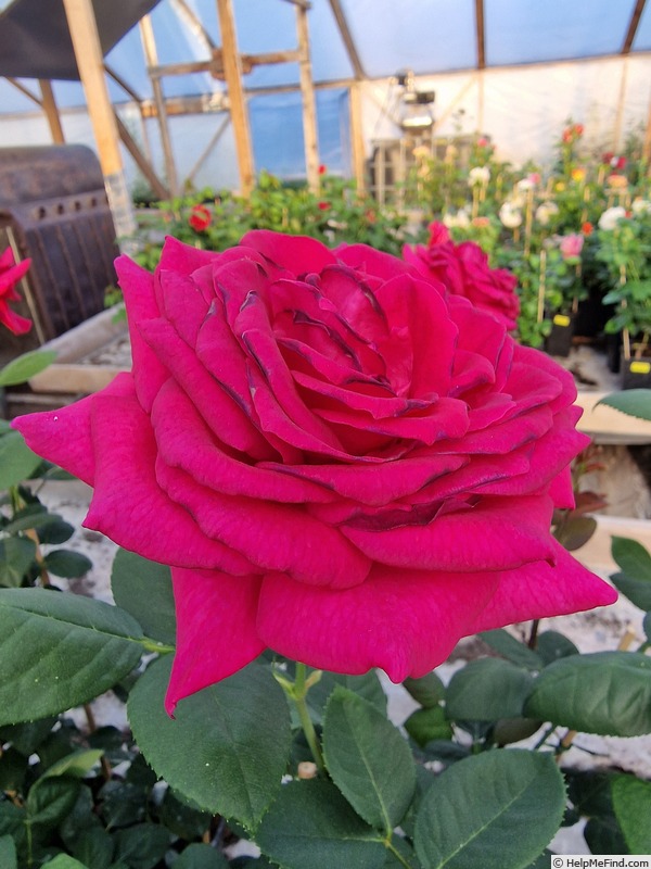 'Claret (hybrid tea, Fryer 2005)' rose photo
