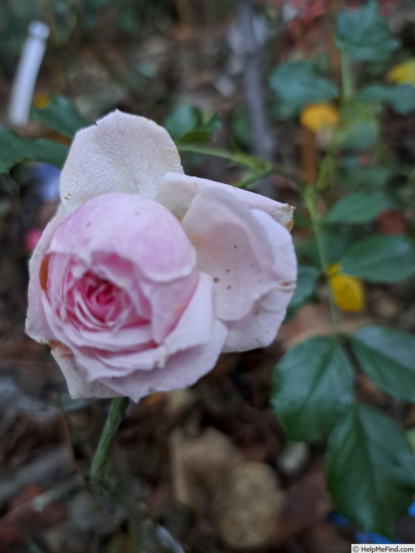 'Amica ® (shrub, Kordes, 2017)' rose photo