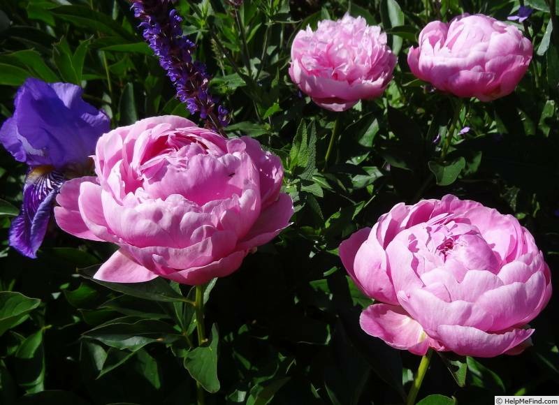 'Ursynów' peony photo