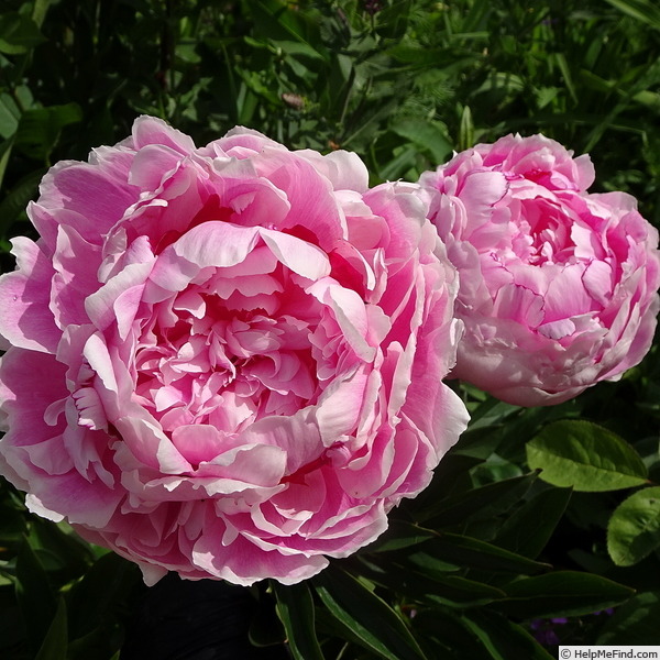 'Ursynów' peony photo