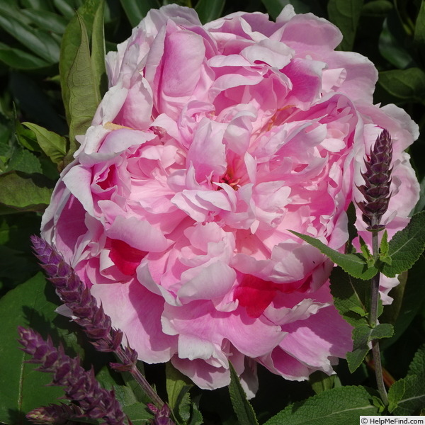'Ursynów' peony photo