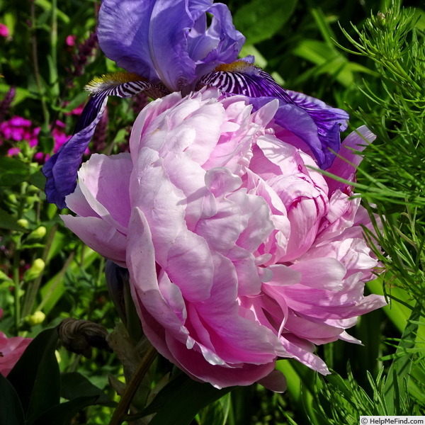 'Ursynów' peony photo