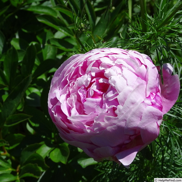 'Ursynów' peony photo