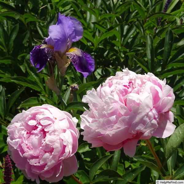 'Ursynów' peony photo