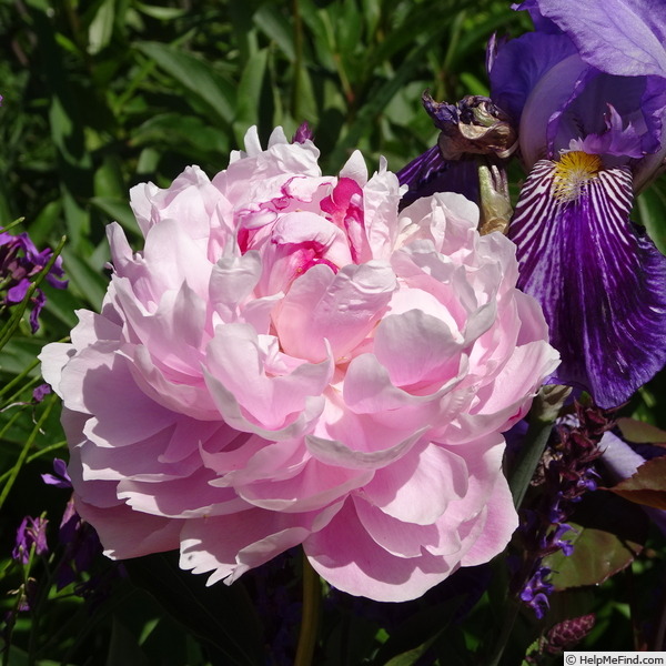 'Ursynów' peony photo