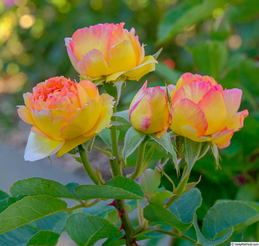 'Candice (Delbard Shrub)' rose photo