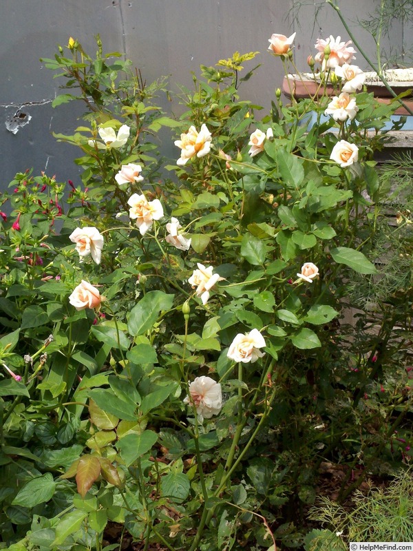 'Perle d'Or (polyantha, Rambaux, 1875)' rose photo