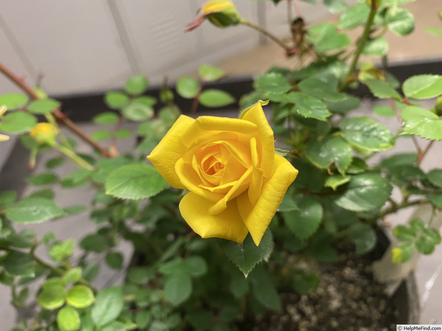 '13-1' rose photo
