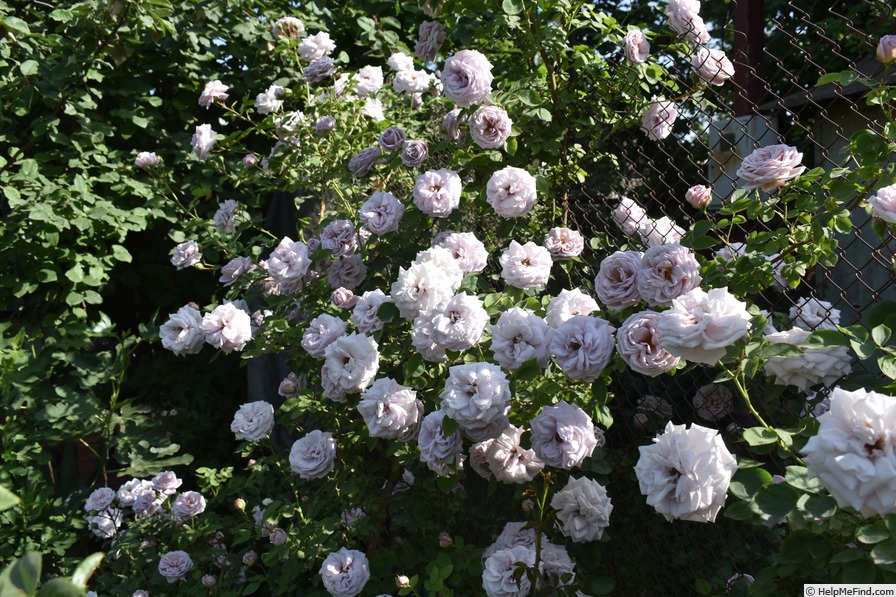 'Ash Wednesday' rose photo