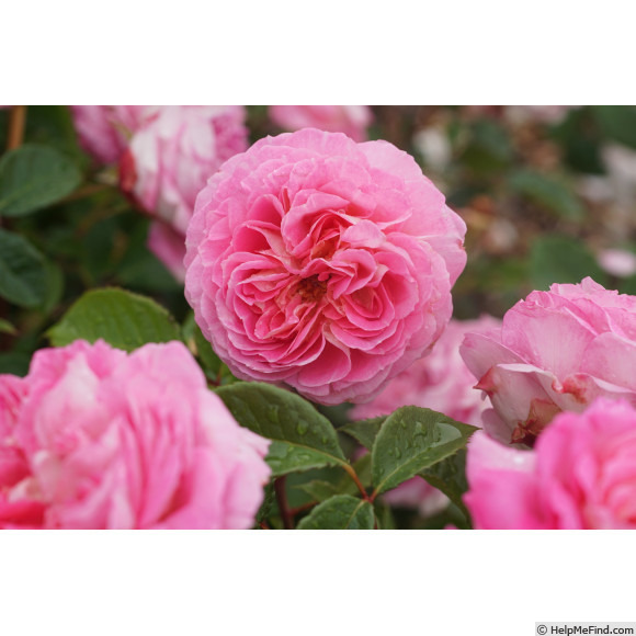 'Roses en Baie ®' rose photo