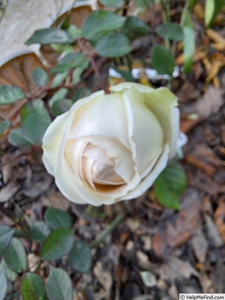 'Gruss an Aachen (Hybrid Tea, Hinner 1909)' rose photo
