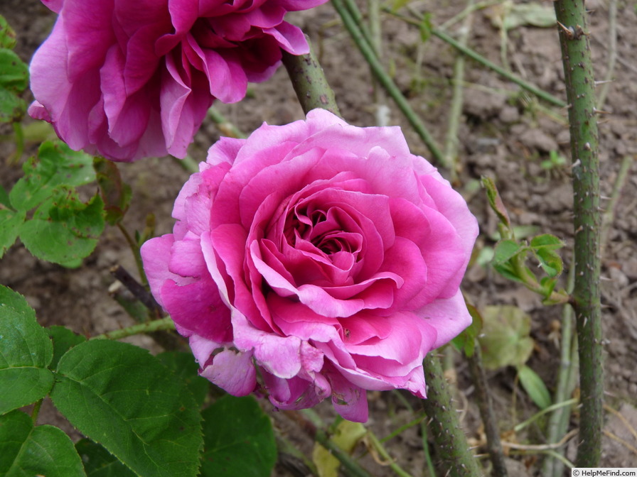 'Dark at Heart' rose photo