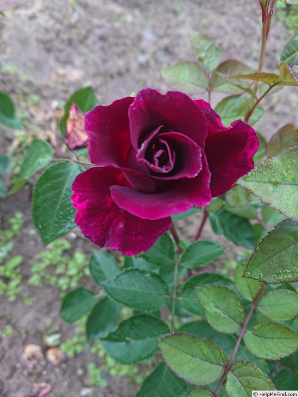 'Hello Darkness' rose photo