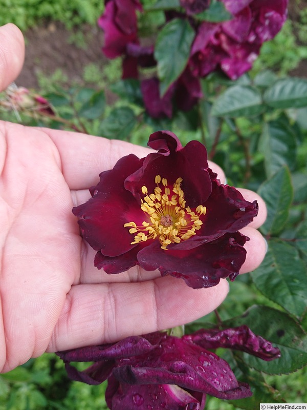 'Hello Darkness' rose photo