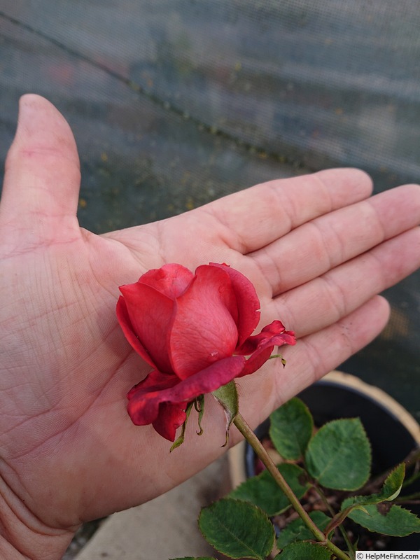 'Animato' rose photo