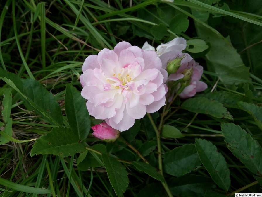 'Eva (floribunda, Schade, 2020)' rose photo