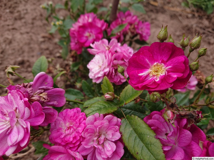 'Fleissiges Lieschen' rose photo