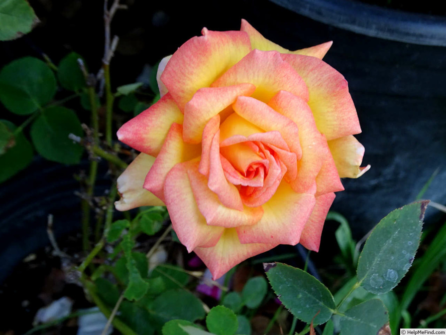 'Mr. Chips' rose photo